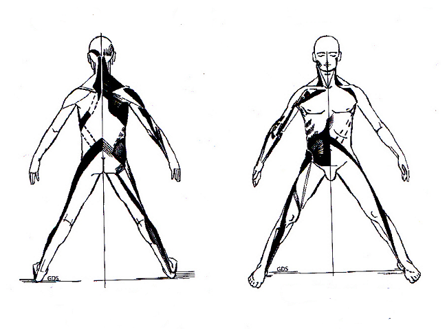 Les chaines musculaires